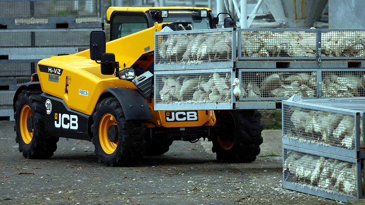 Germany 2000 Cranes Dead