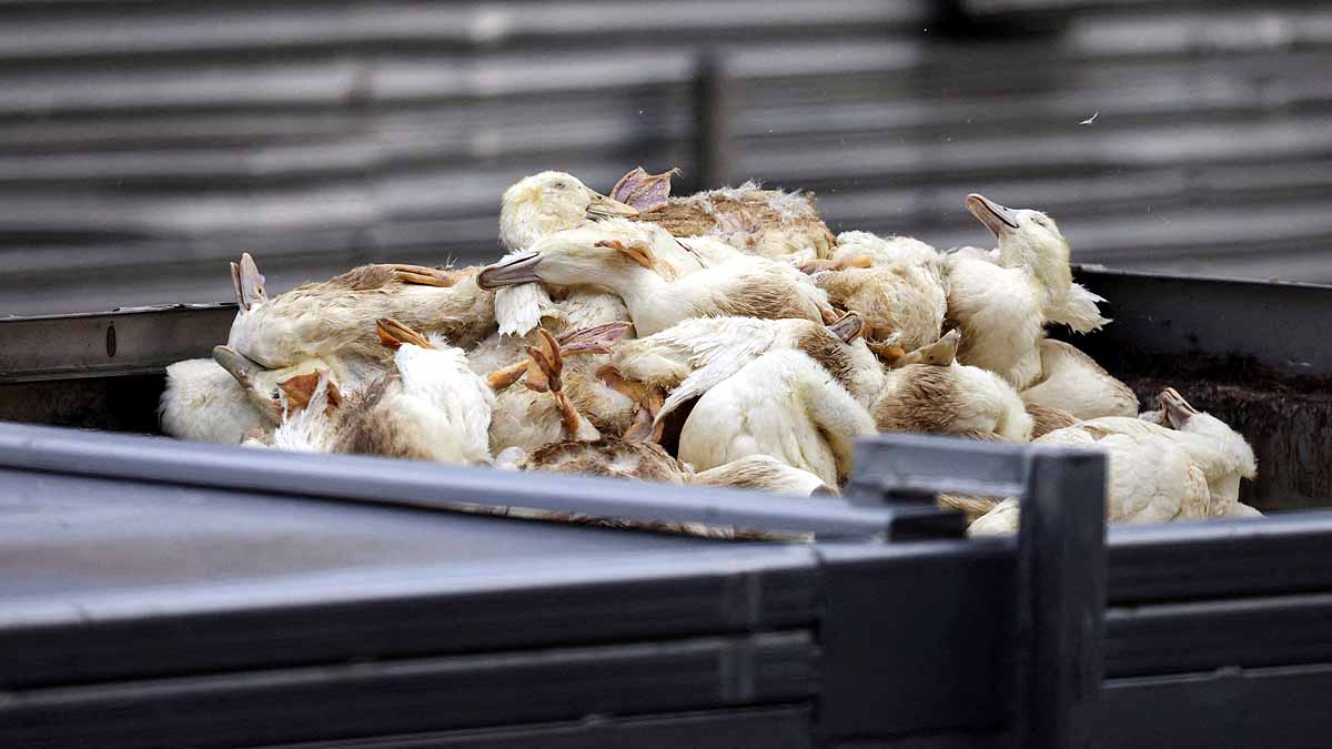 Germany 2000 Cranes Dead