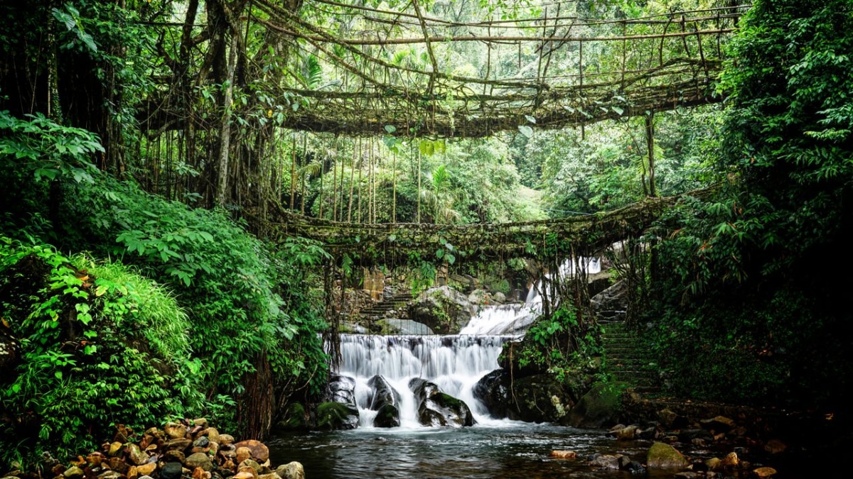 Meghalaya's living root bridges,