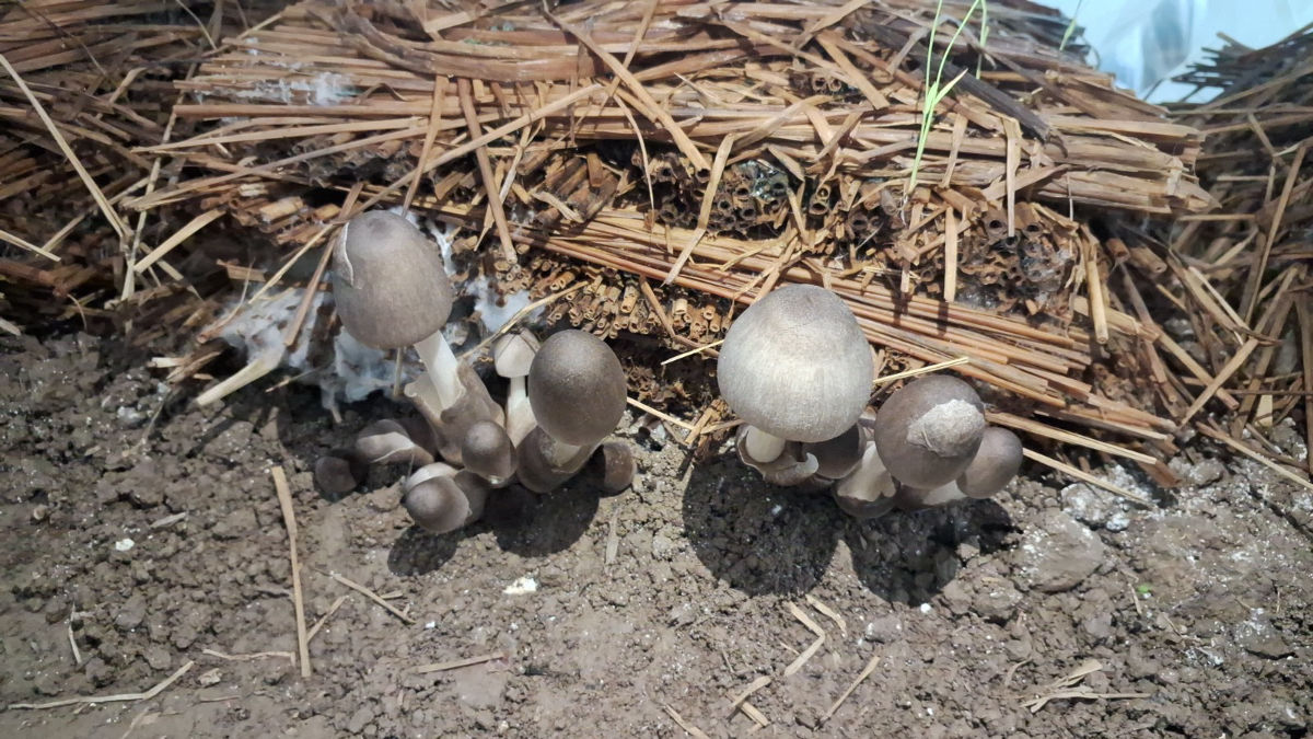 mushroom farming success story