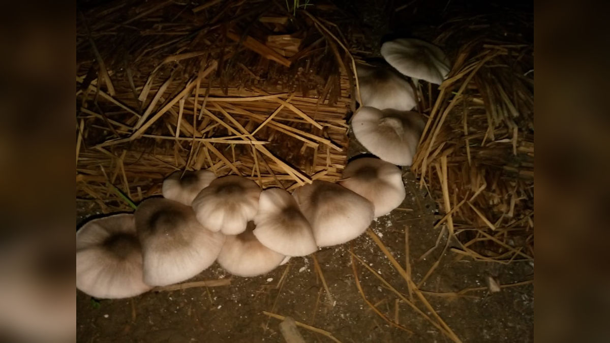 Mushroom farming at home