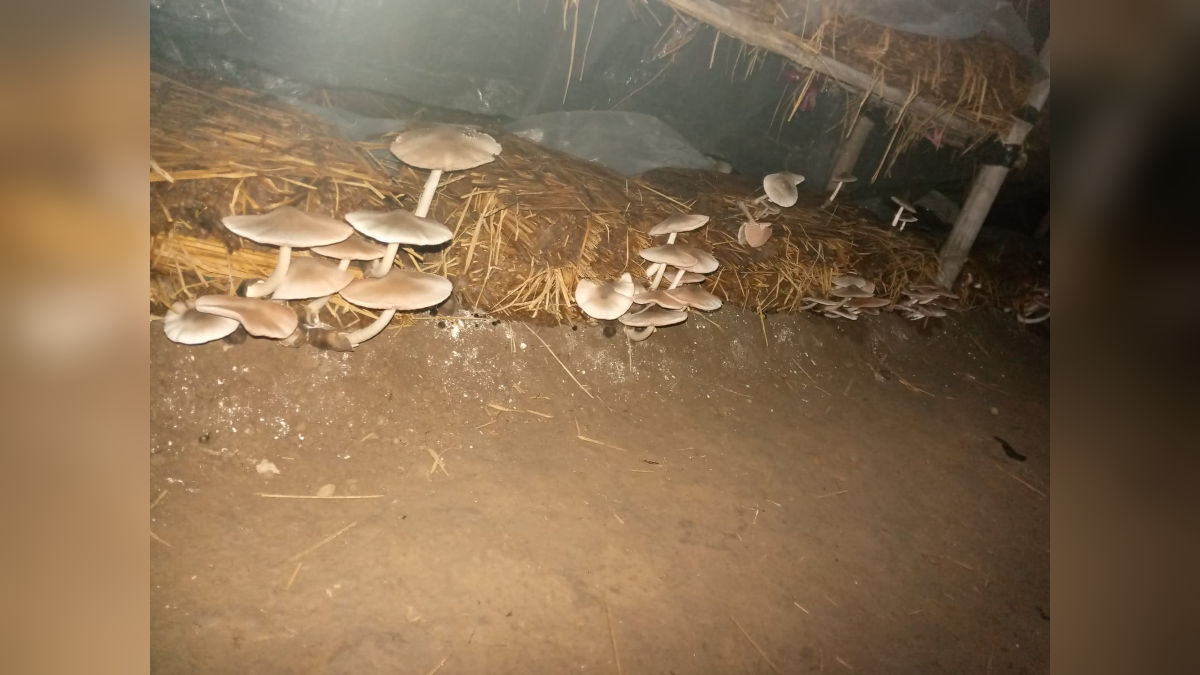 Desi mushroom farming method