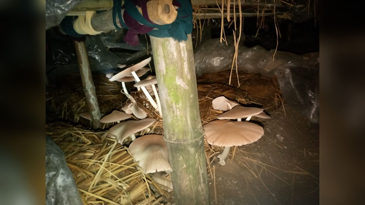 Mushroom farming in India