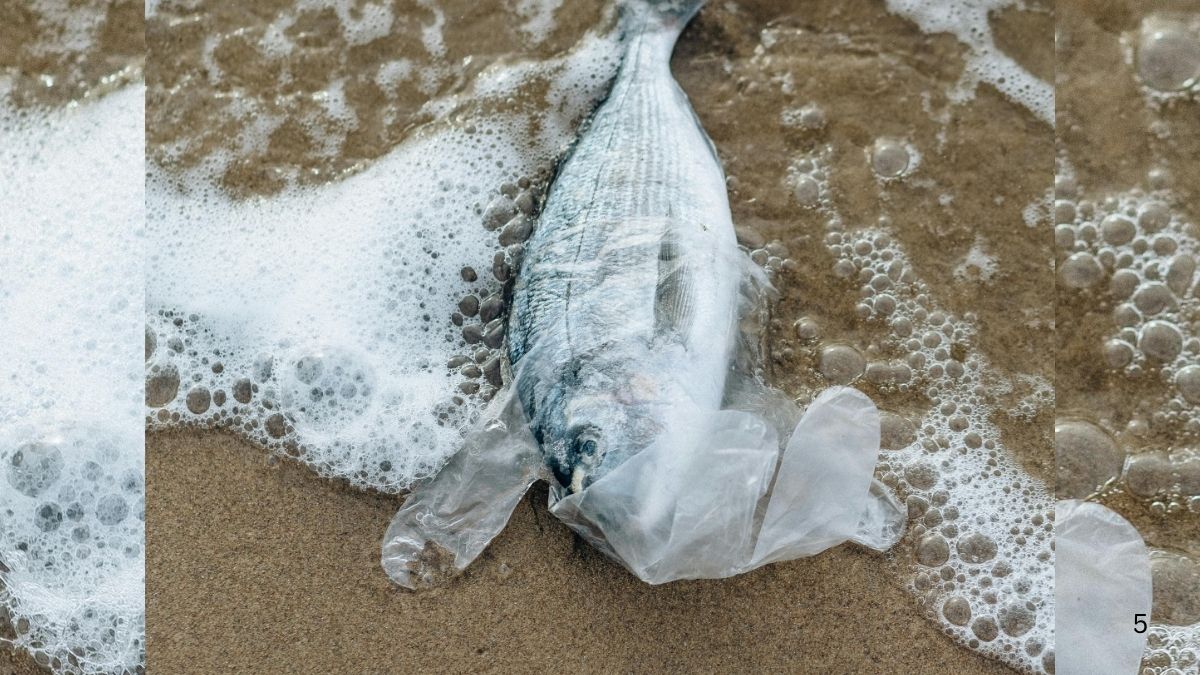Doomsday fish found in Tamil Nadu
