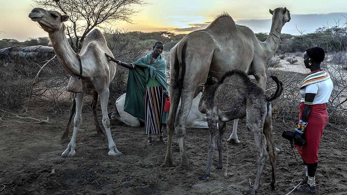 भयानक सूखे से ग्रस्त केन्या में गायों की जगह ले रहे हैं ऊंट, जानिए क्यों हुआ ये बदलाव?
