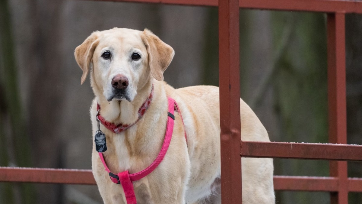 कुत्तों की पूजा, बंदरों की दावत... इन देशों में मनाए जाते हैं अनोखे एनिमल फेस्टिवल