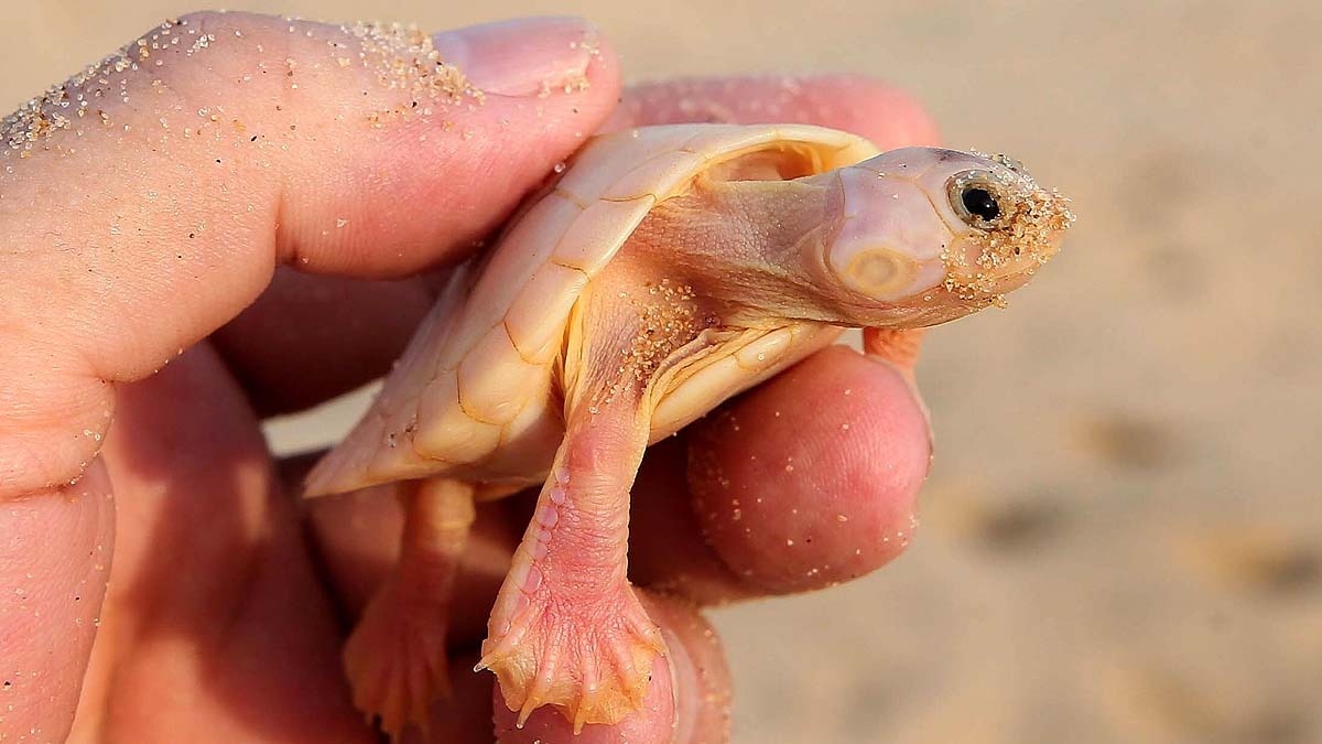 Amazon Albino Turtle