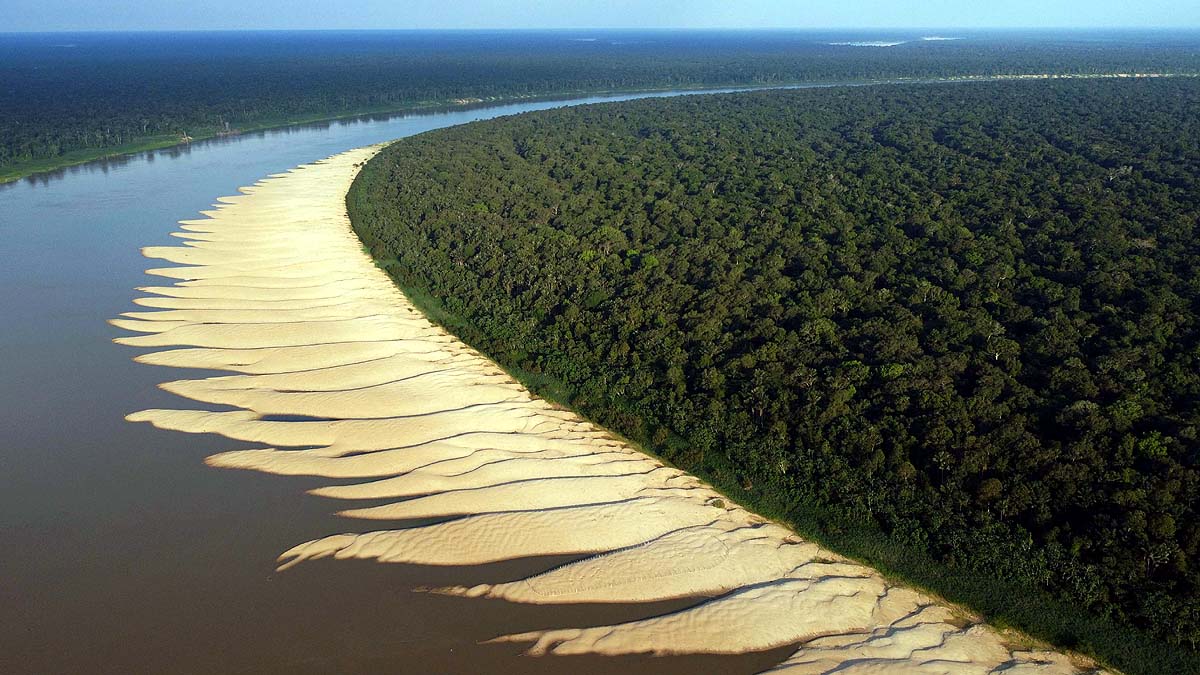 Amazon Albino Turtle