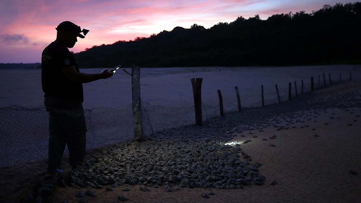 Amazon Albino Turtle