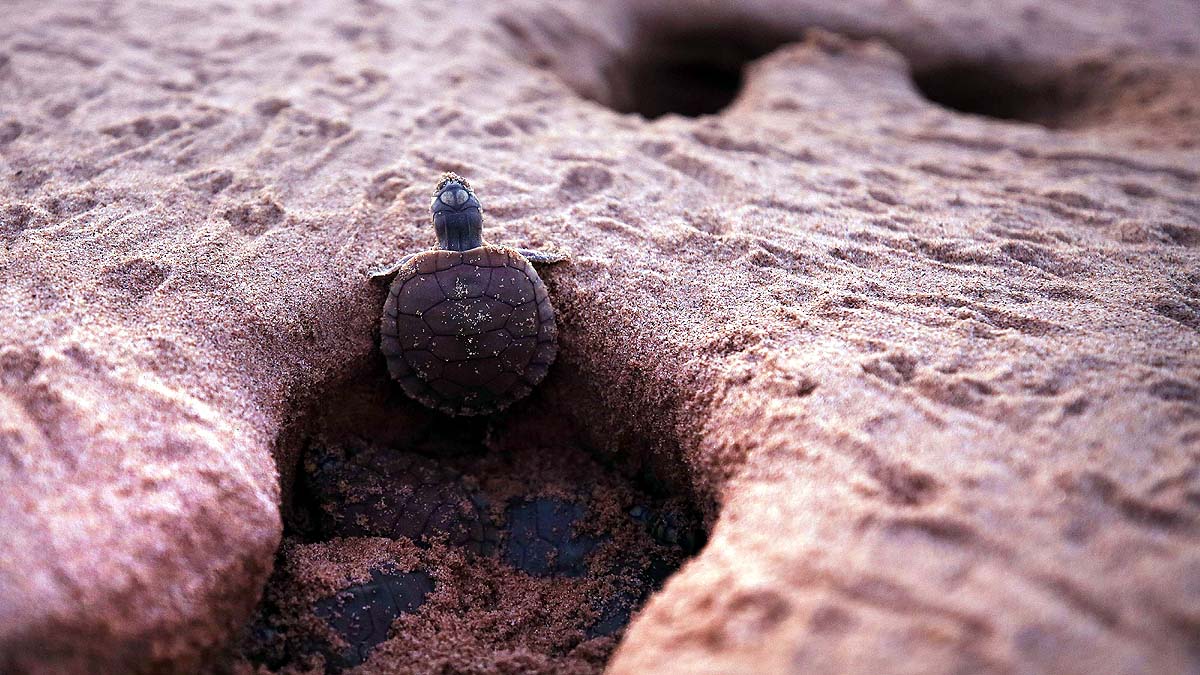 Amazon Albino Turtle
