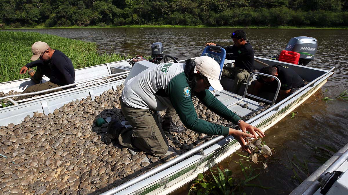 Amazon Albino Turtle