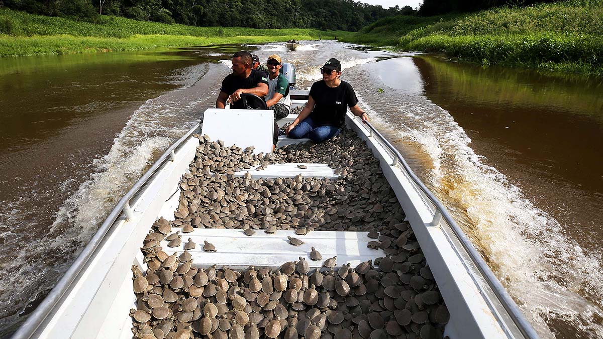 Amazon Albino Turtle