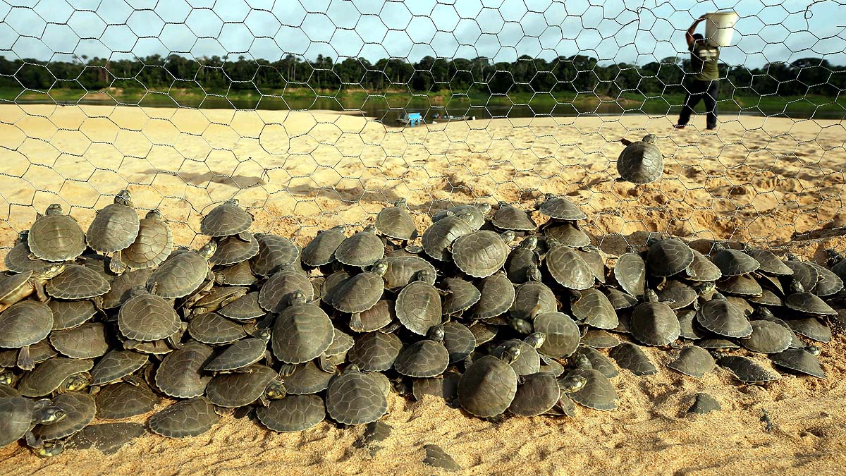 Amazon Albino Turtle