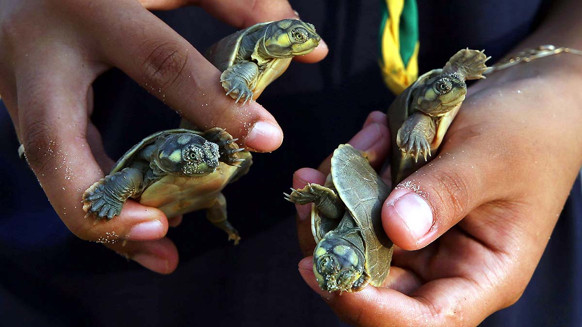Amazon Albino Turtle