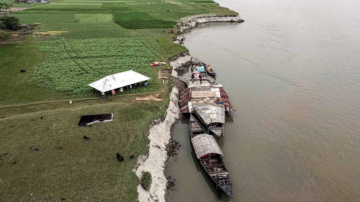 Brahmaputra Swallow Bangladesh