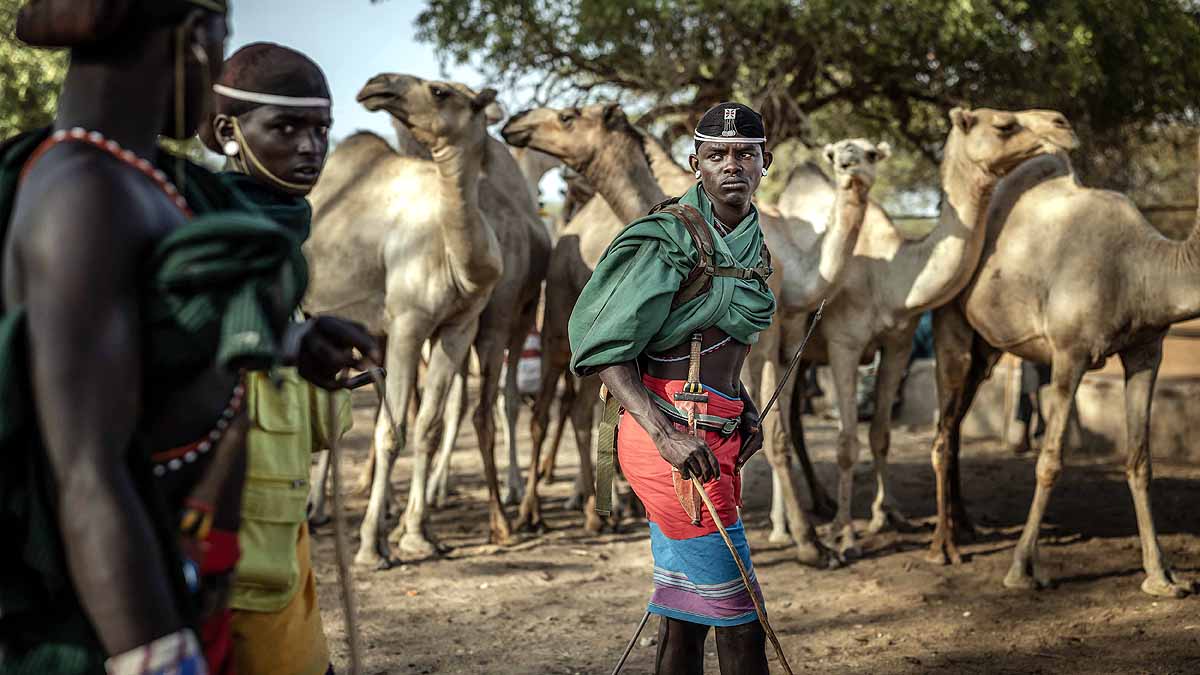 Kenya Drought Camel Cow