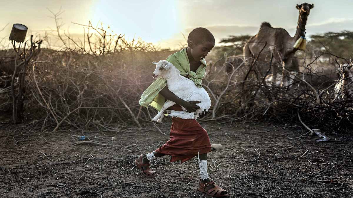 Kenya Drought Camel Cow