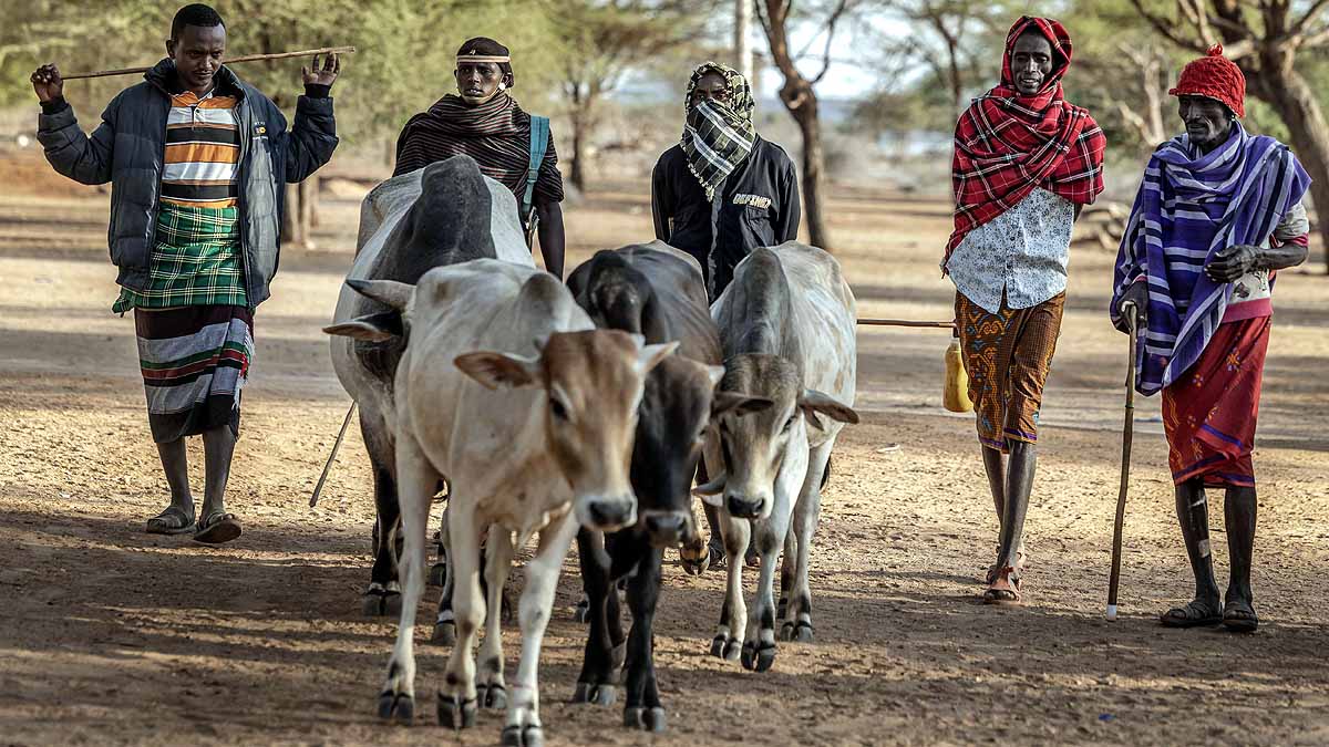 Kenya Drought Camel Cow