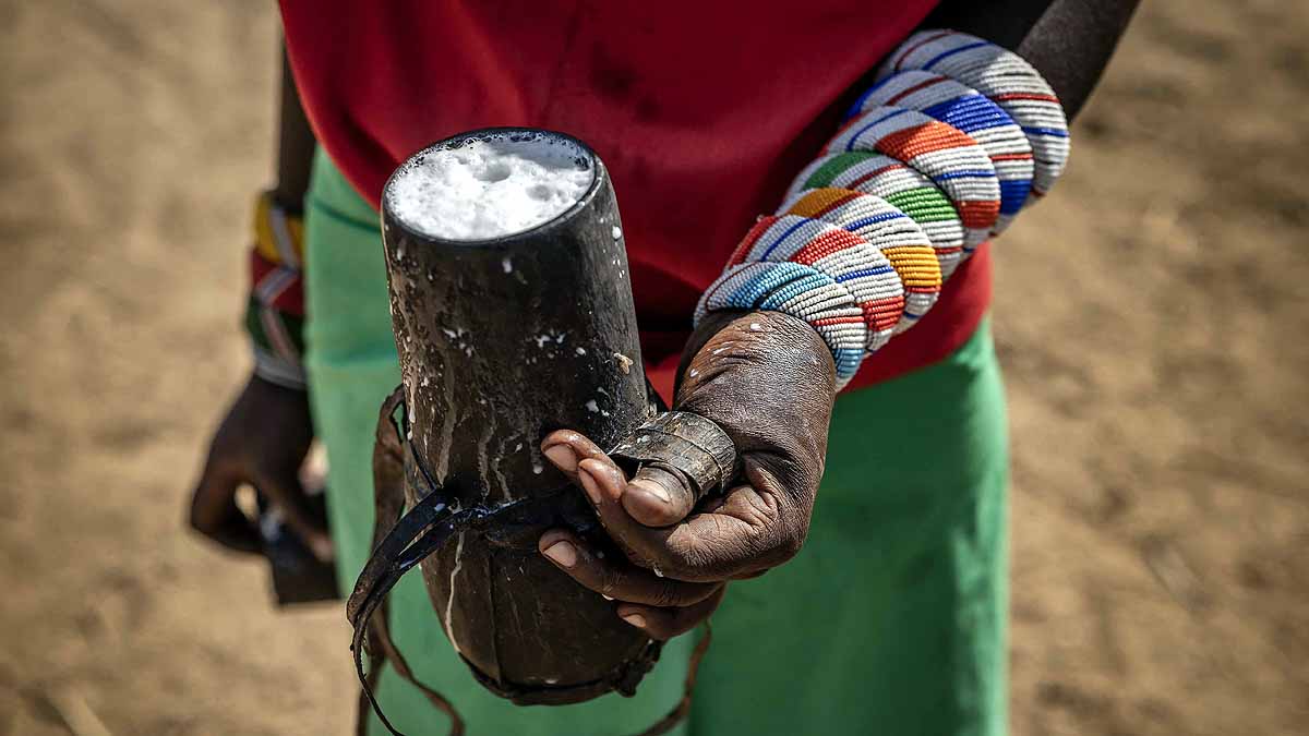 Kenya Drought Camel Cow