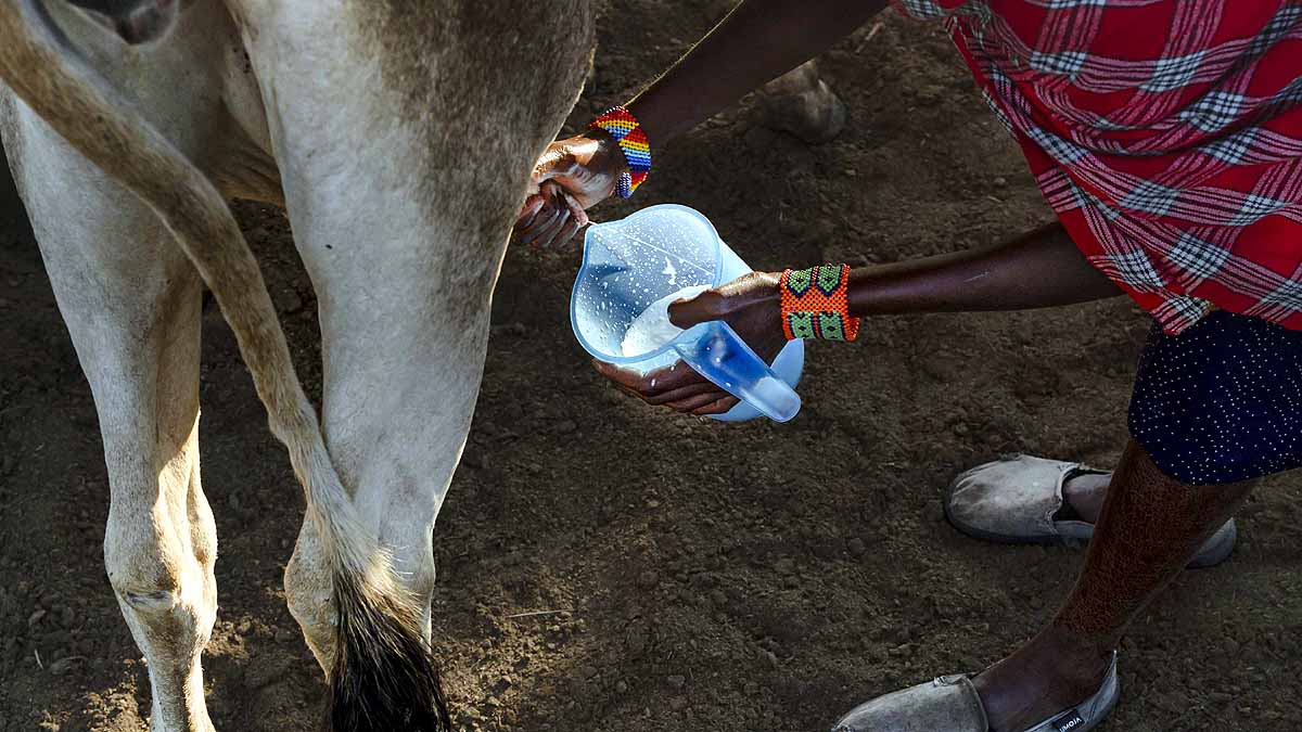 Kenya Drought Camel Cow