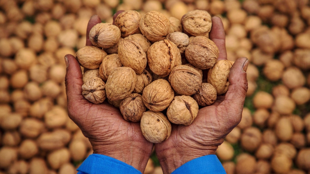 ठंड में खाएं ये 5 ड्राई फ्रूट्स