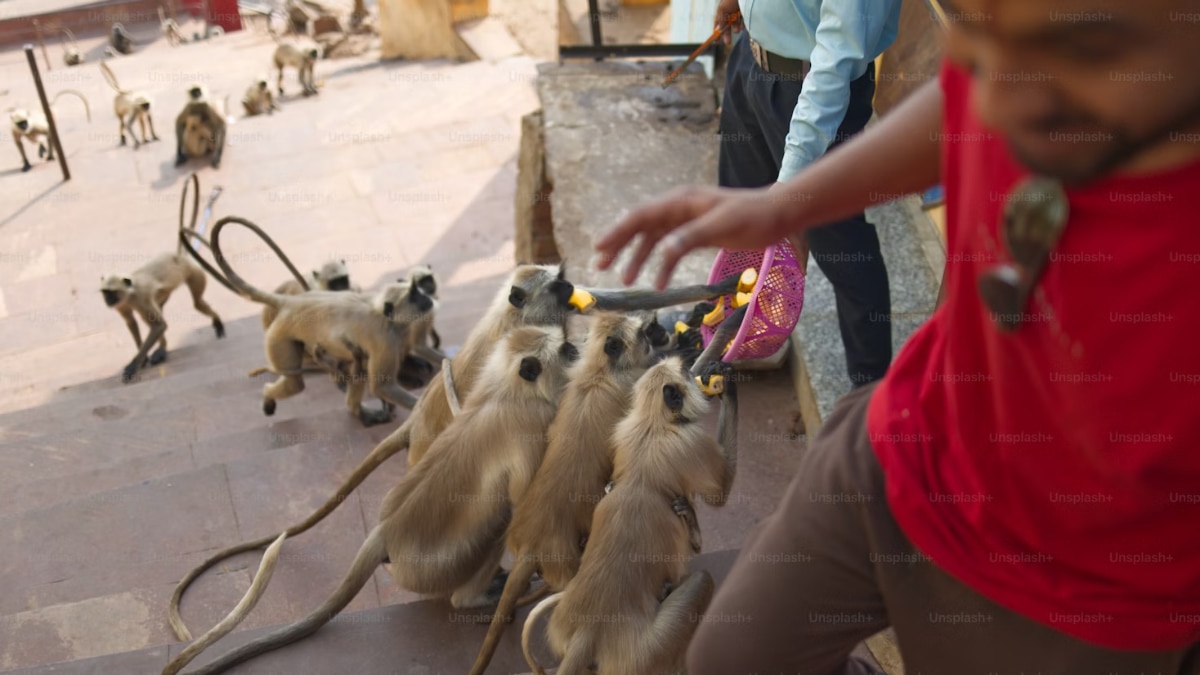Monkey Buffet Festival