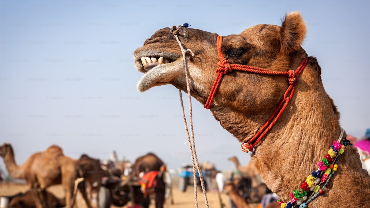 Pushkar Camel Fair