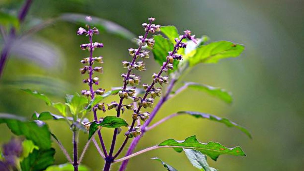 Utpanna Ekadashi 2025