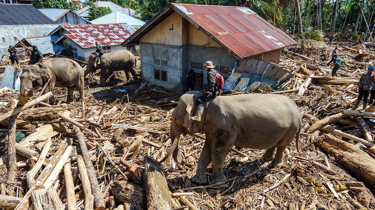 Sumatra Flood Elephants