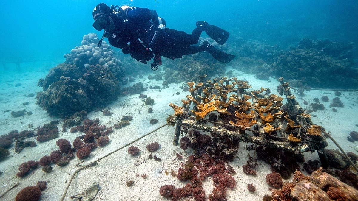 Coral Reef Restoration