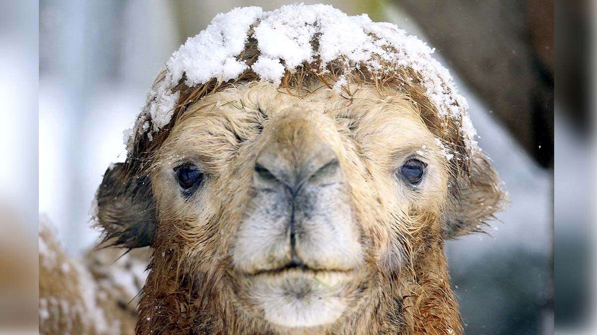 Desert Camel in Snow