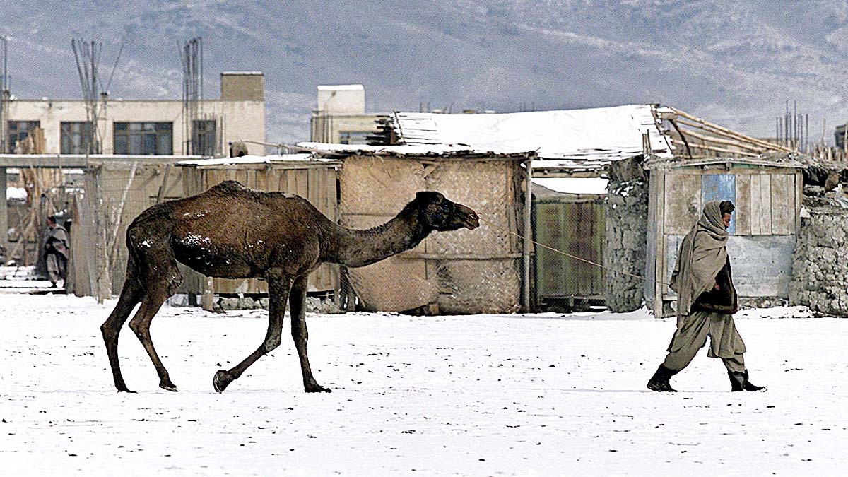 Desert Camel in Snow