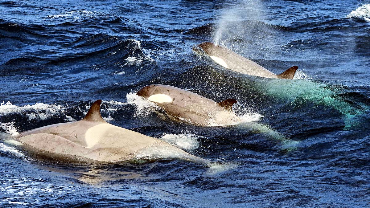 Antarctica Climate Change