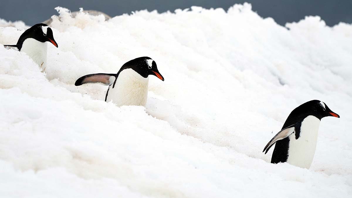 Antarctica Climate Change