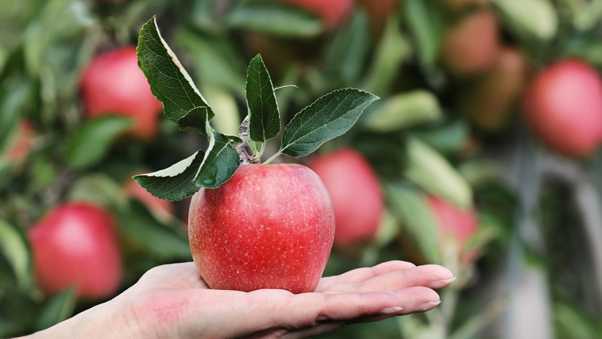 Apple (Photo: Pixabay)