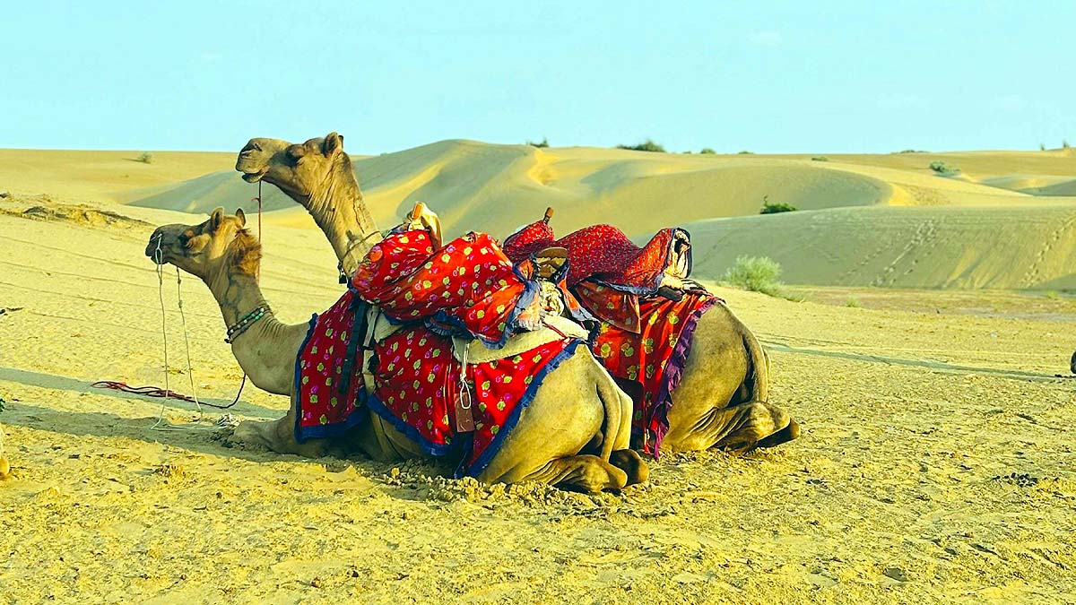 Desert Camel in Snow