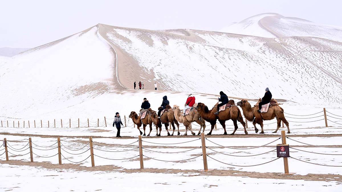 Desert Camel in Snow