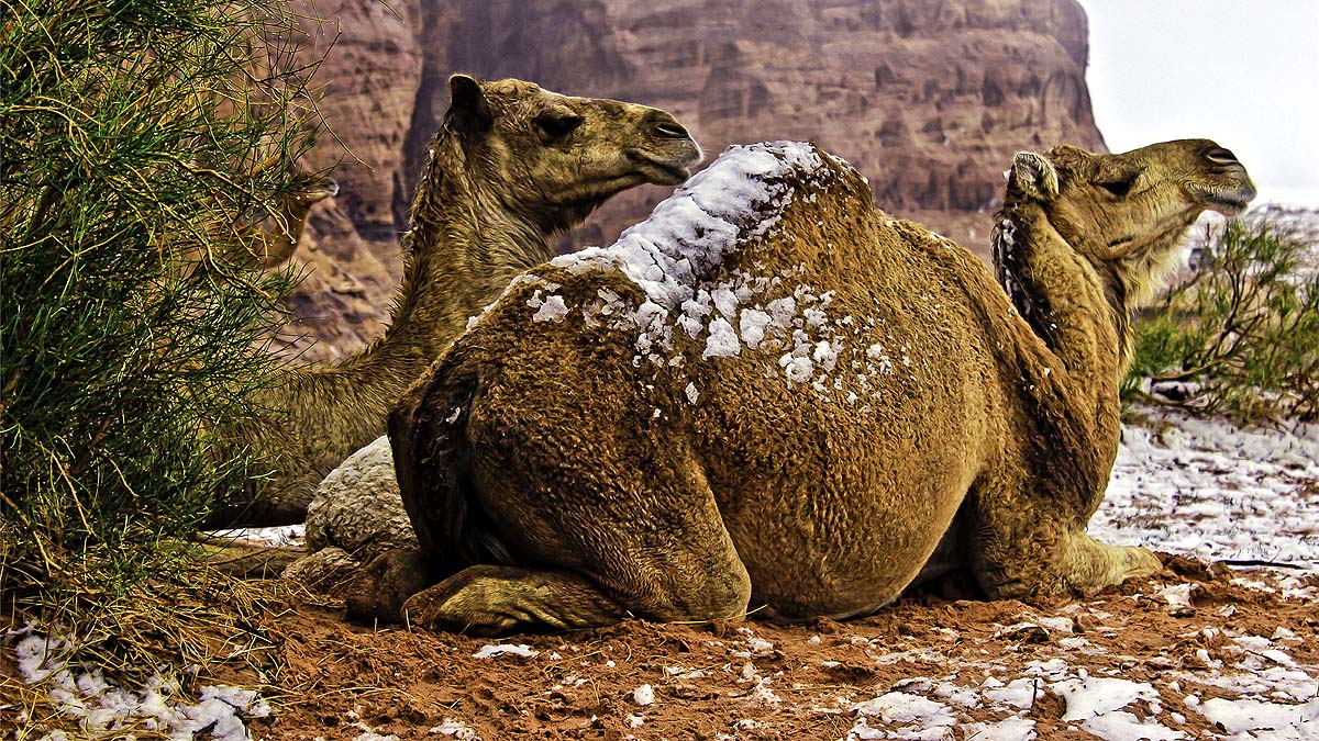 Desert Camel in Snow