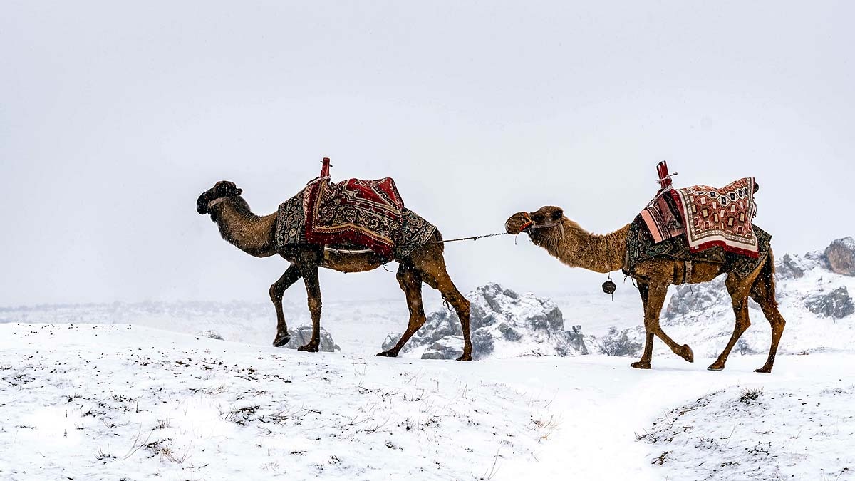 Desert Camel in Snow