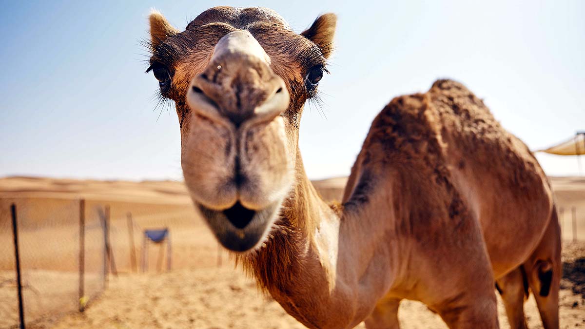 Desert Camel in Snow