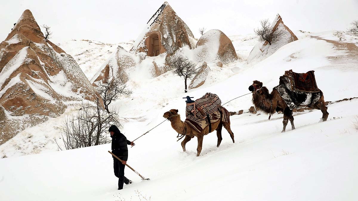 Desert Camel in Snow