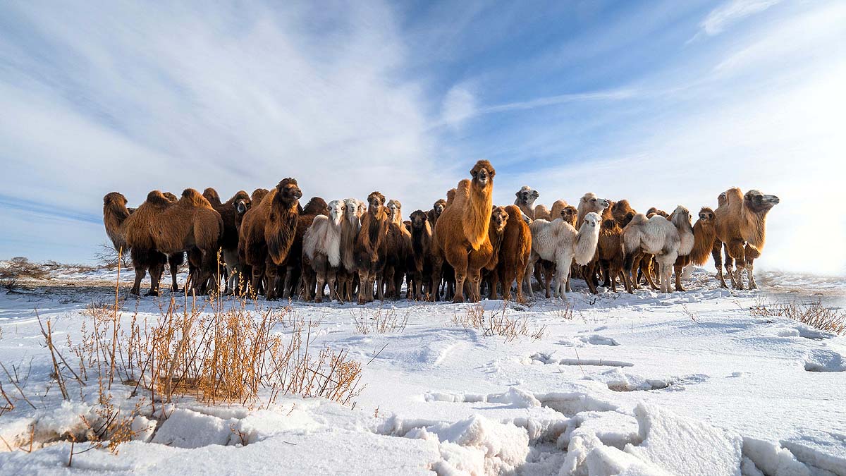 Desert Camel in Snow