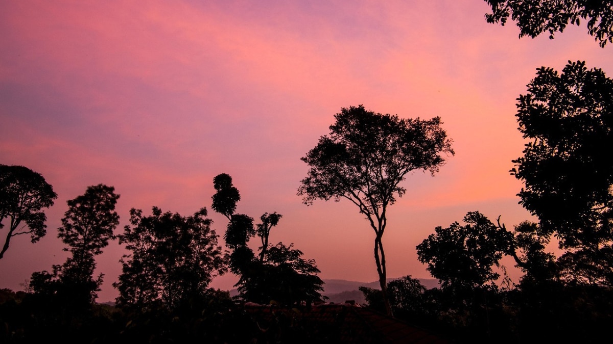 Coffee aroma and mountain peace in Coorg