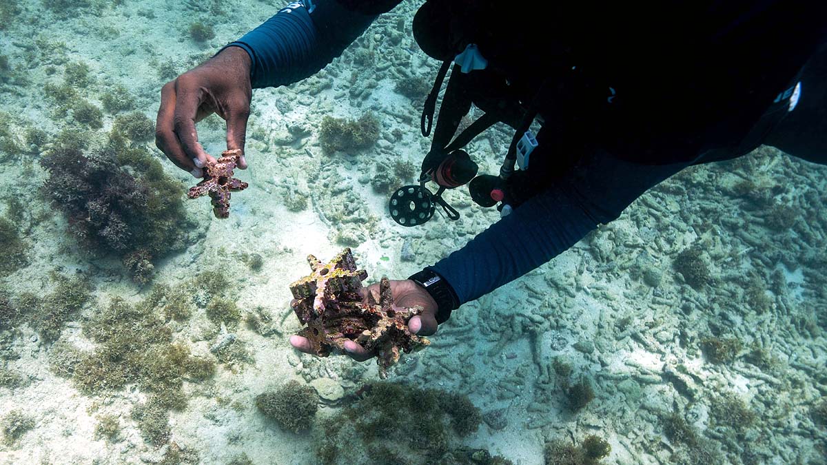 Coral Reef Restoration