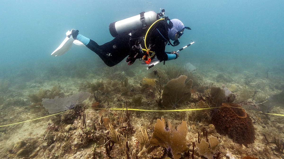 Coral Reef Restoration