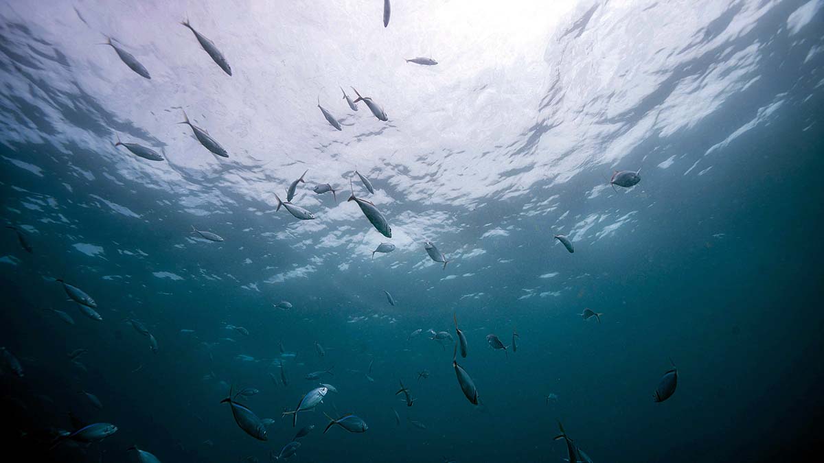 Coral Reef Restoration