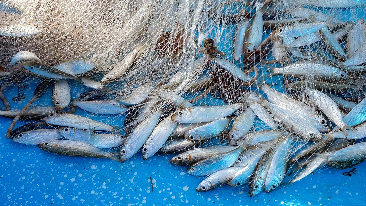 Coral Reef Restoration