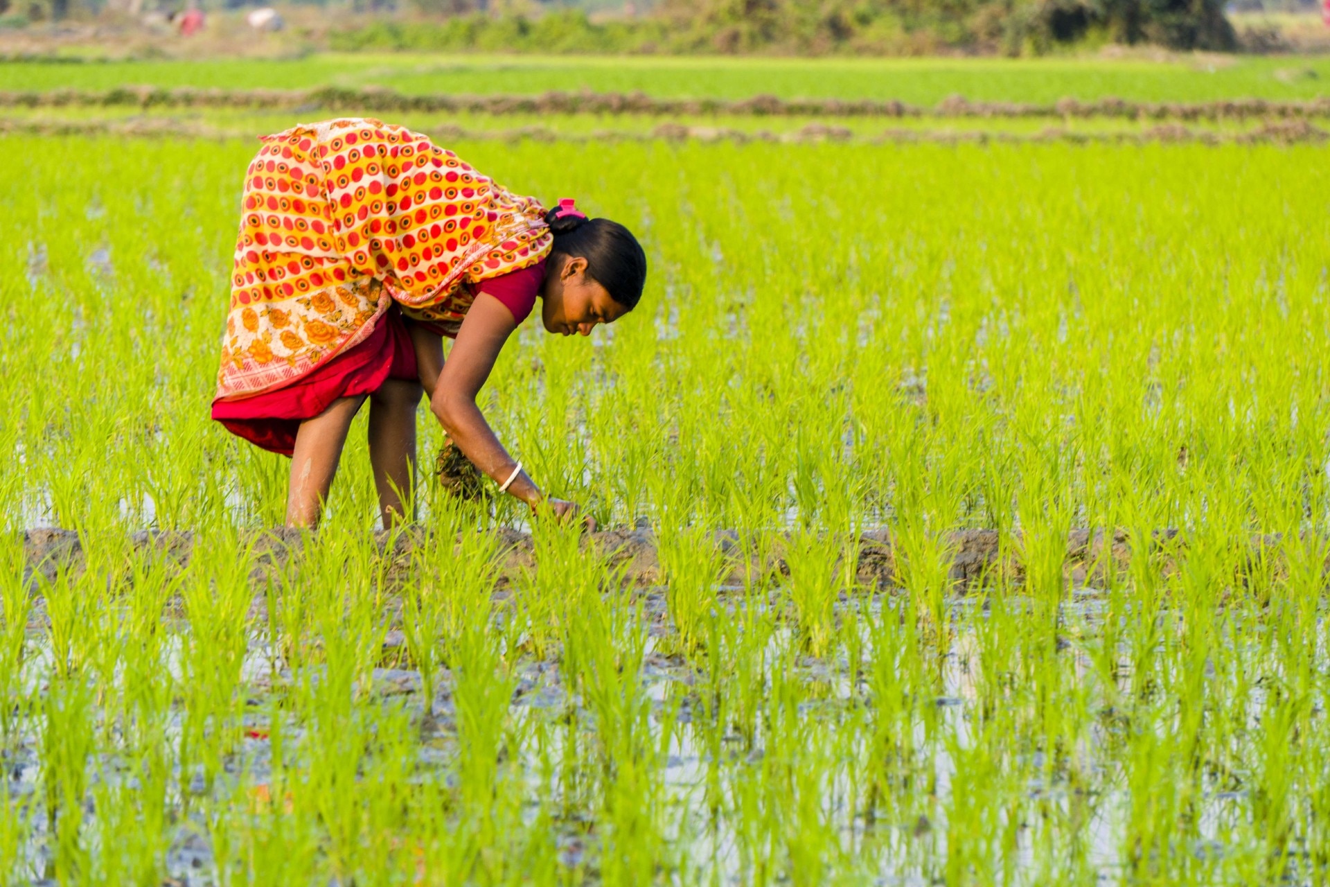 PM Fasal Bima Yojana (Getty Image)