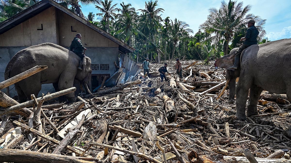 Sumatra Flood Elephants