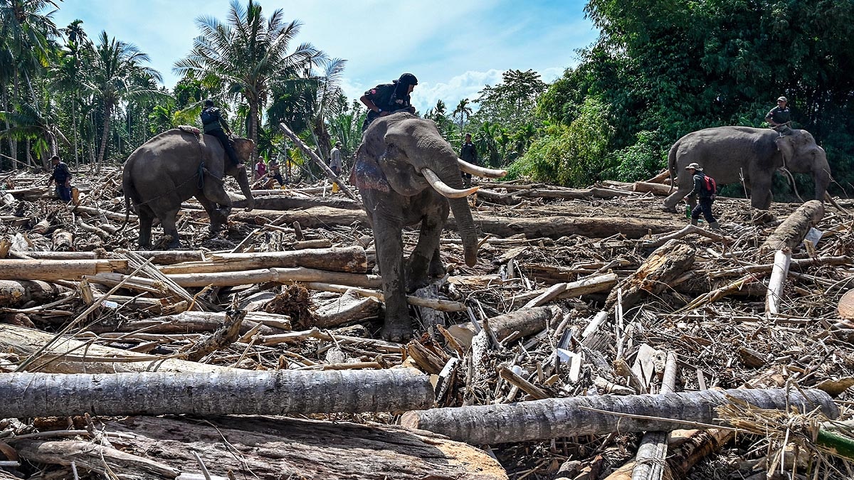 Sumatra Flood Elephants